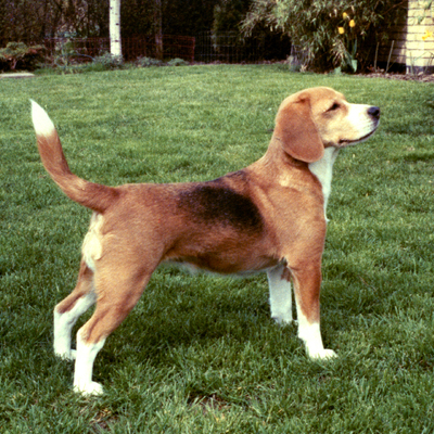 Daisy Hills Dolly - 1983.jpg
