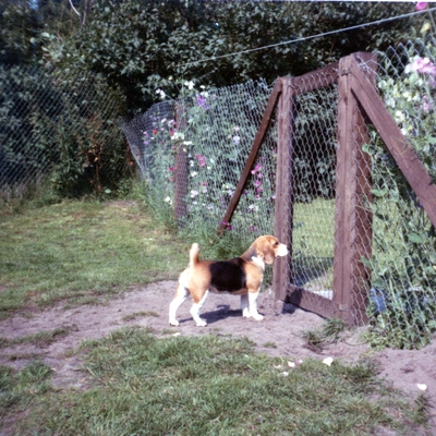 Daisy Hills Juanita - August 1979.jpg